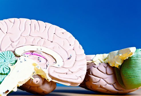 You use all of your brain, not the 10% sometimes alleged.