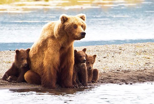 If it's a brown or grizzly bear, play dead. If it's a black bear, you must try to escape or fight back.