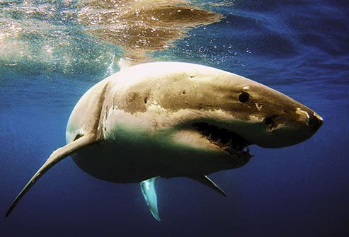 Do not go swimming in the ocean at twilight when sharks are most active.