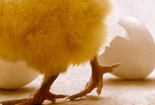 Salmonella food poisoning is common and unpleasant.
