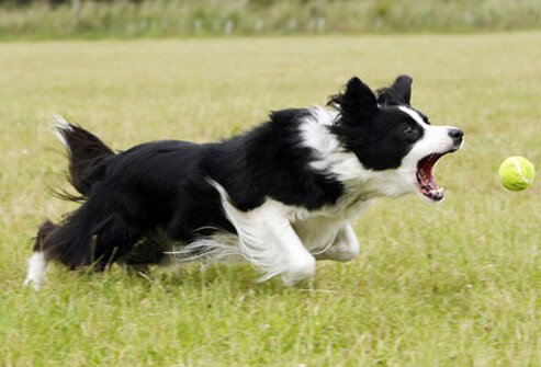 Border collie chasing ball.