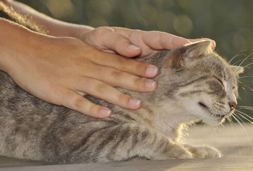 Cat getting petted.