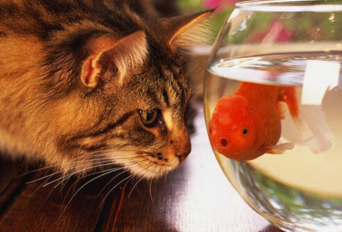 Cat staring at goldfish in bowl.