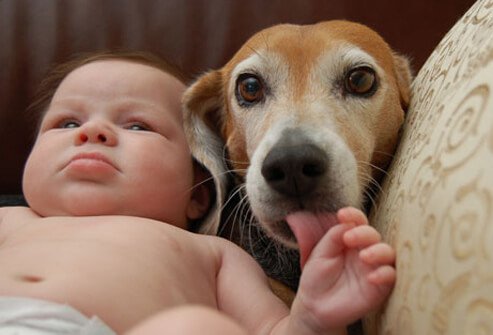 Beagle licking baby's hand.