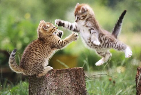Two kittens playing.