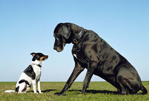 Little dog and big dog.