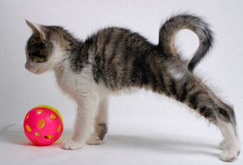 Kitten stretching.