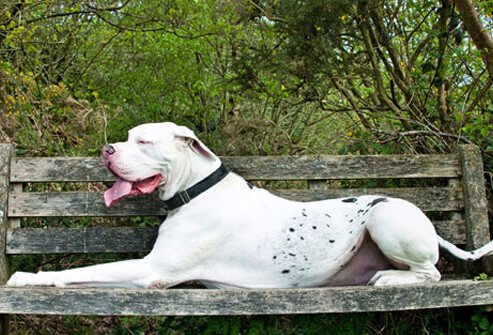 Great Dane on bench.