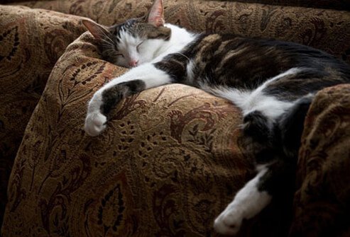 Cat napping on couch.