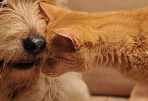 Cat rubbing face on dog.