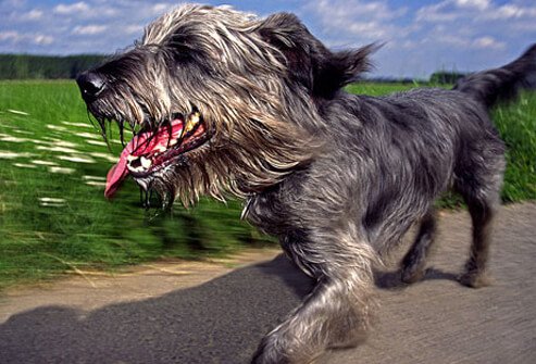 Happy dog on a walk.