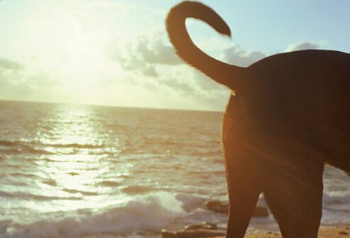 Dog on beach wagging tail.
