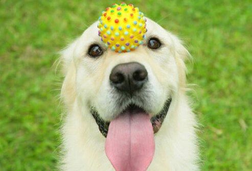 Dog playing with ball.