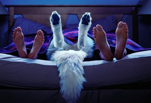 Many people sleep with pet cats or dogs on their bed, but pets may keep you from getting much sleep.