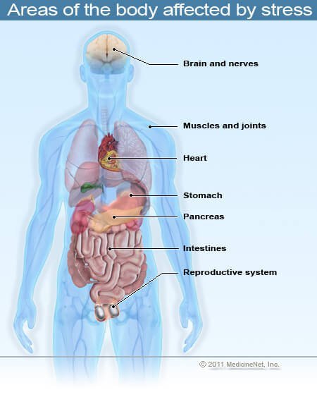 Image of areas of the body that are affected by stress