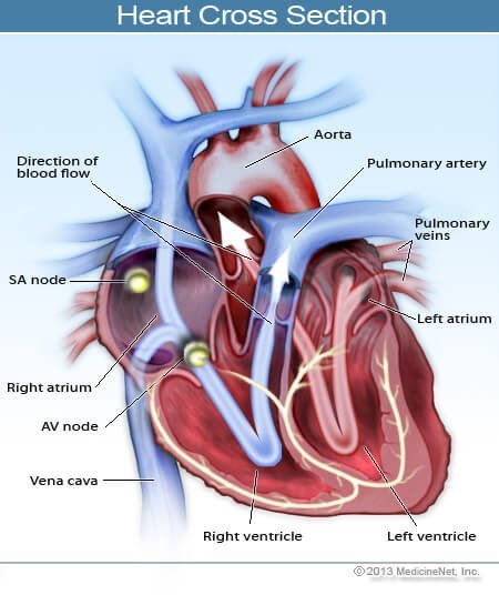 Picture of a cross section of the heart, including the atria and ventricles