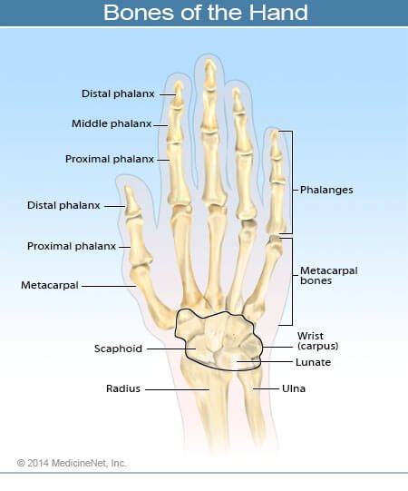 Bones of the Hand and Wrist