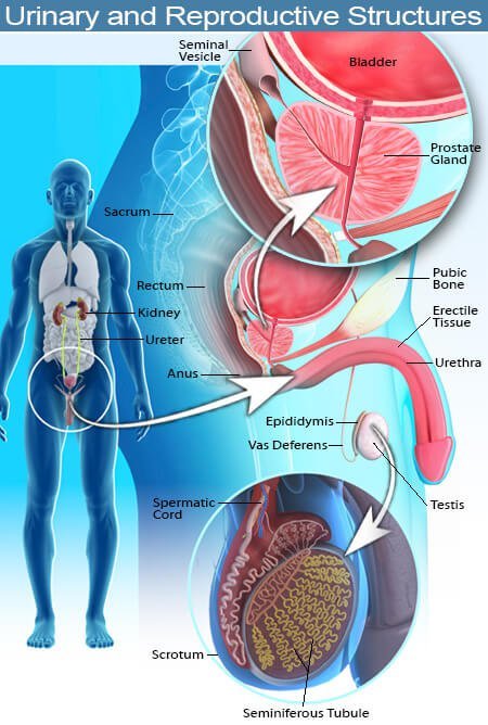 Picture of the male urinary and reproductive structures