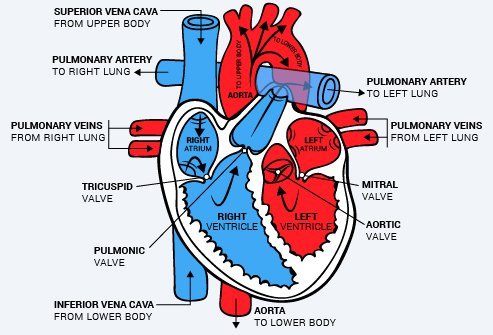 Illustrations of Blood Flow to the Heart