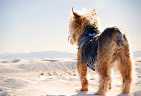 Photo of Yorkie on beach.