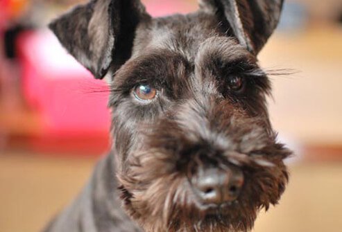 Photo of black Miniature Schnauzer.