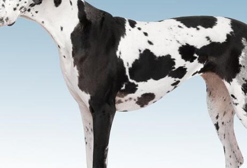 Photo of Great Dane on white.