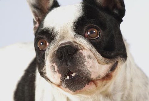 Photo of Boston Terrier.