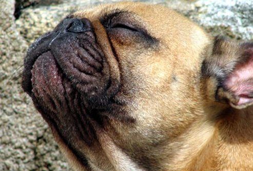 Photo of dog sniffing air.
