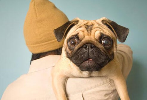 Photo of man holding pug.