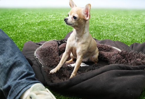 An alert dog with its owner