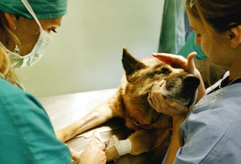 A dog at the vet