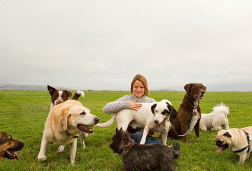 A woman and a number of dogs sitting in a field