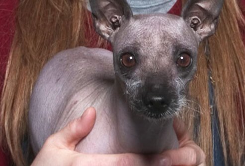 A woman holding her hairless dog