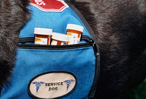 A service dog wearing a pill backpack
