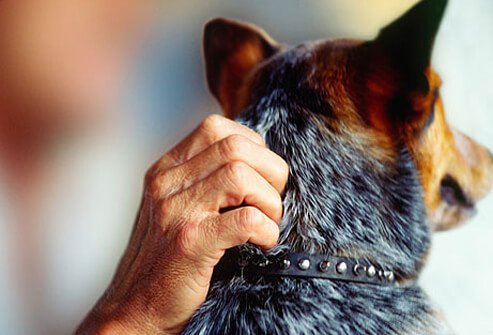 A hand petting a dog