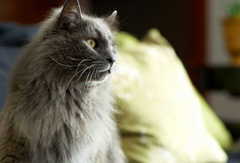 A cat sitting the bed