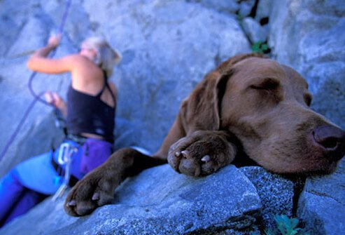 A rock climber and her dog