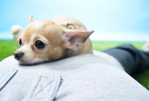 A dog lying on a mans's chest
