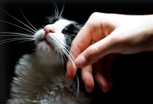 A hand petting a cat