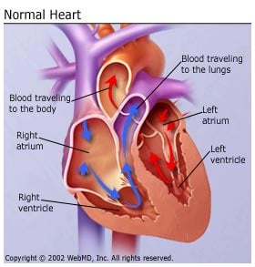 Normal Heart Illustration