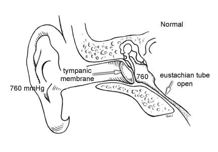 Picture of the outer and inner structures of the ear.