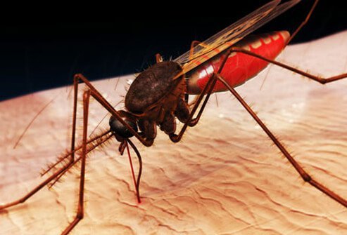 A mosquito piercing the skin.