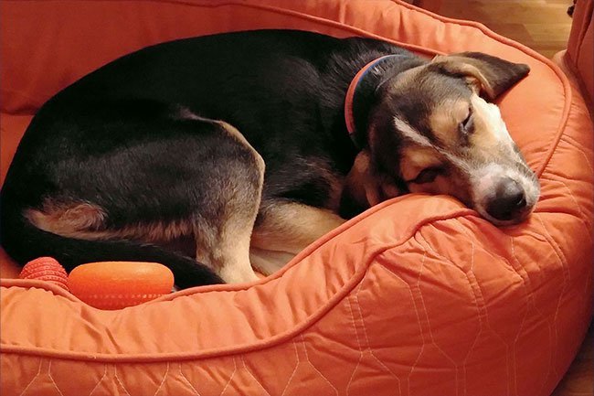 Having a pet sleep in your room may help you sleep better.