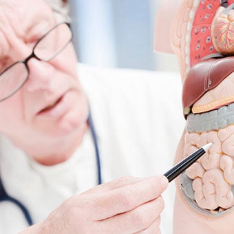 A doctor points to intestines on the anatomic model.