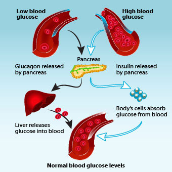 An illustration shows how insulin and glucagon help regulate blood glucose levels.