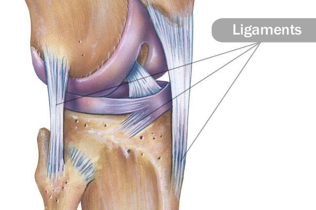 These tough, fibrous, stretchy cords connect one bone to another.