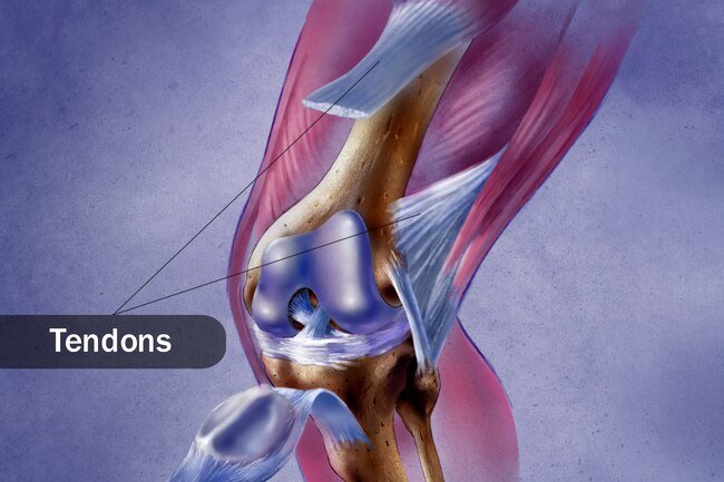 These thick, fibrous cords connect muscle to bone so you can move your limbs.