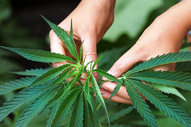 Pot can cause atrial fibrillation.