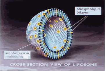 AmBisome®
  (amphotericin B) Structural Formula Illustration