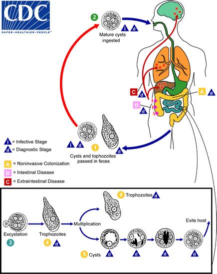 Life cycle of E. histolytica; SOURCE: CDC